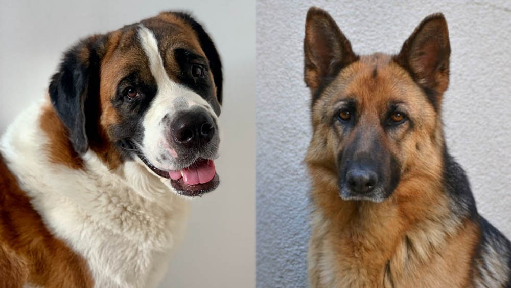 The Parents of Saint Shepherd - Saint Bernard and German Shepherd Mix