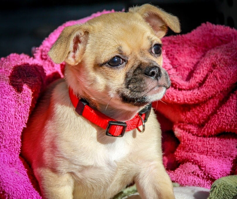 Dog Fights! - Chug vs. Chihuahua