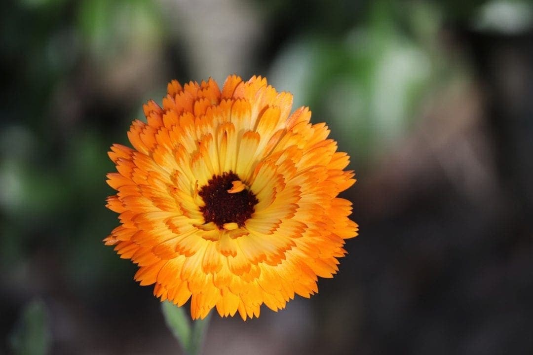 Are Marigolds Poisonous To Dogs? Vet Approved Safety Advice Hepper