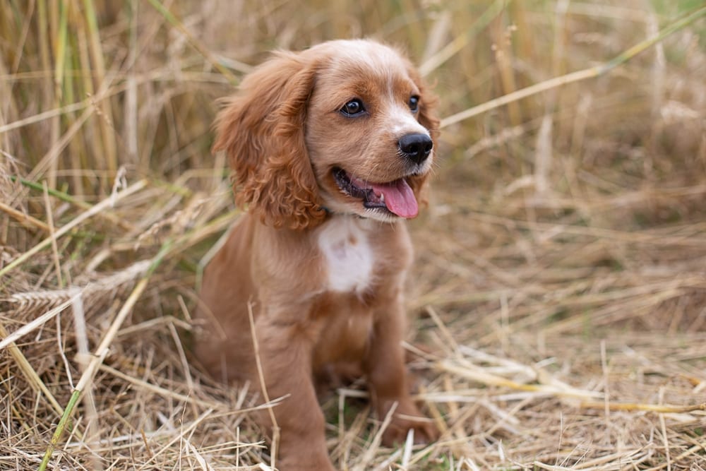 puppy cocker spaniel