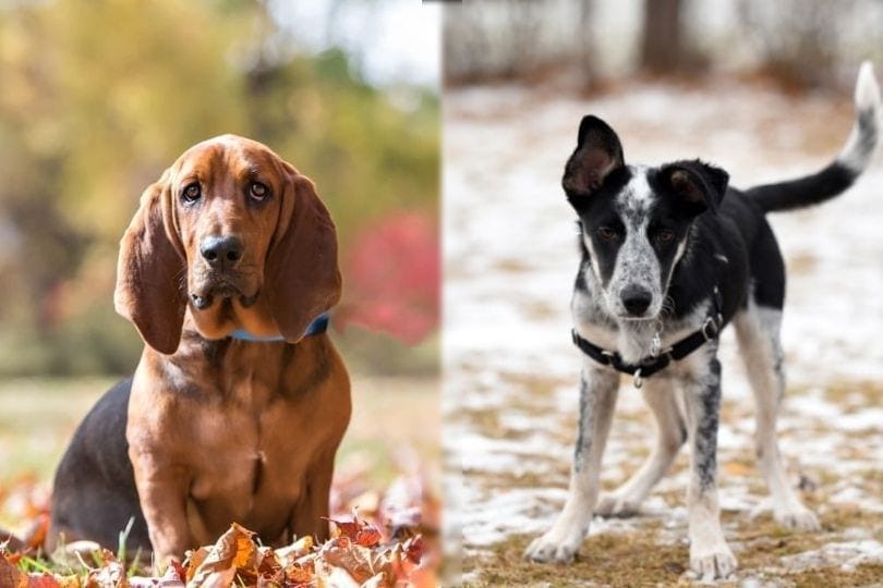Basset Hound & Blue Heeler