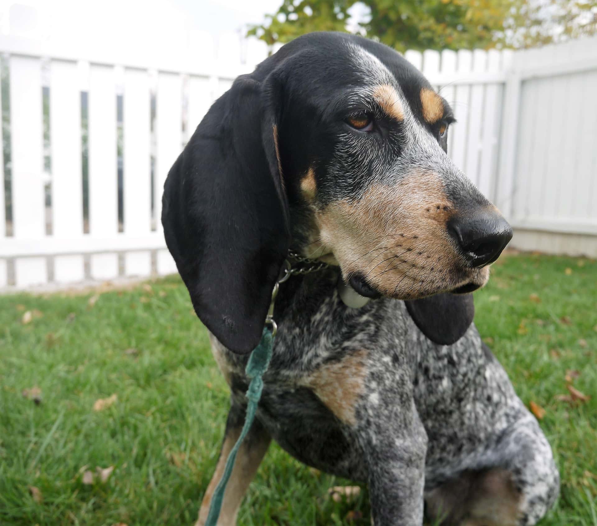 are bluetick coonhounds intelligent dogs