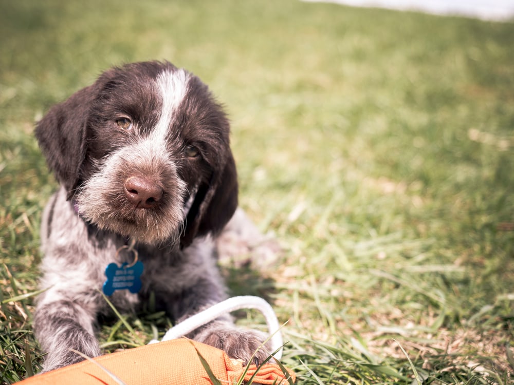 German Wirehaired Pointer Puppy