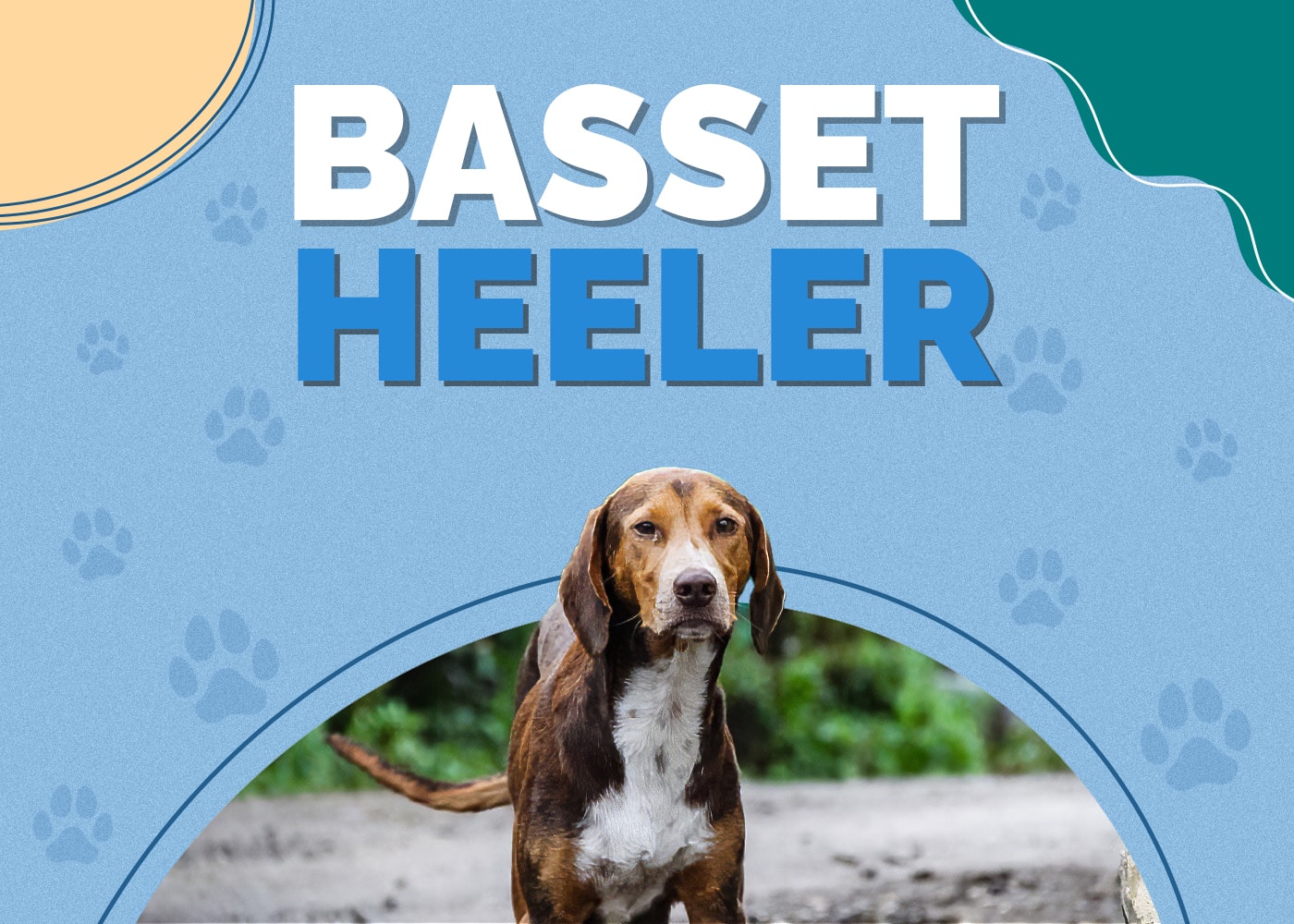 Basset Heeler (Basset Hound & Blue Heeler Mix)