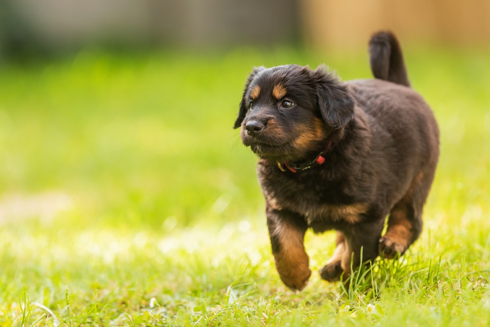 Hovawart puppy running