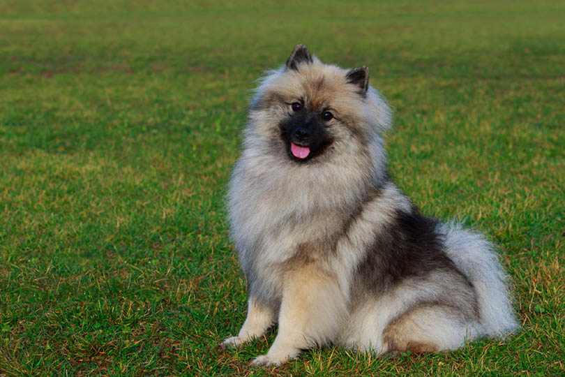 Keeshond sitting on green grass