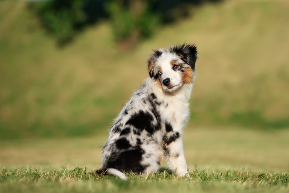 Miniature American Shepherd puppy