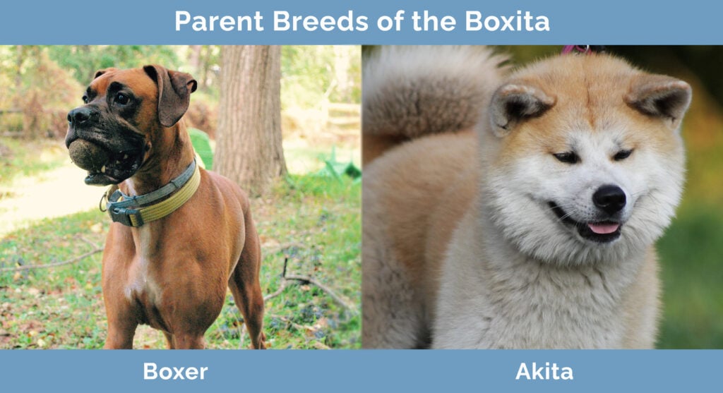 Akita boxer sales mix brindle