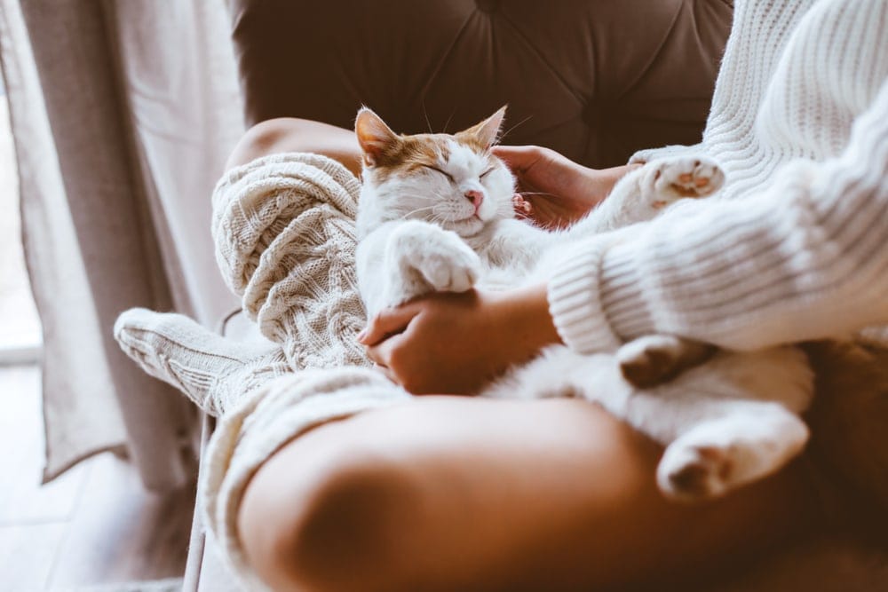 mèo ngủ gật trên đùi chủ
