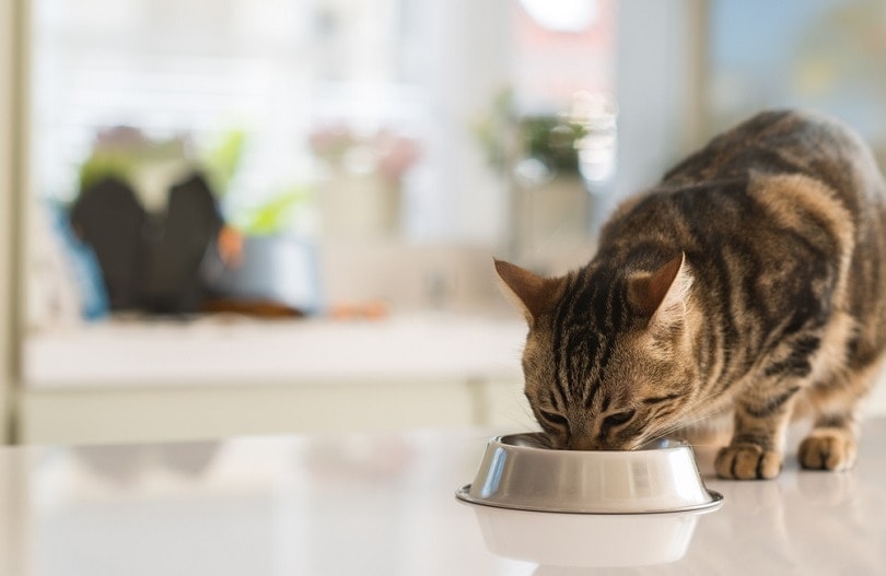 cat eating from metal bowl