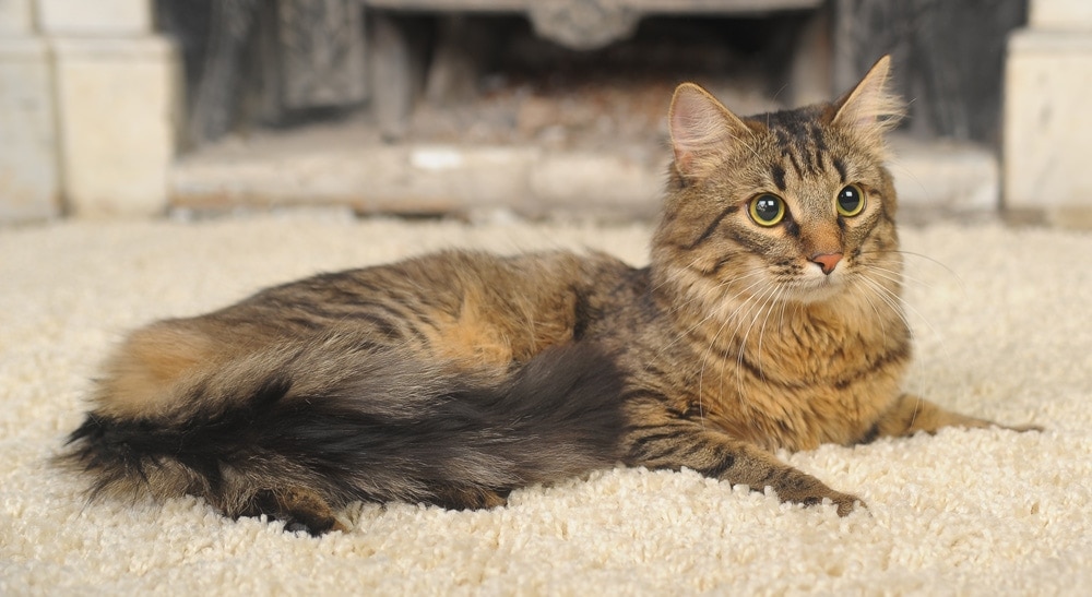 older cat peeing on carpet