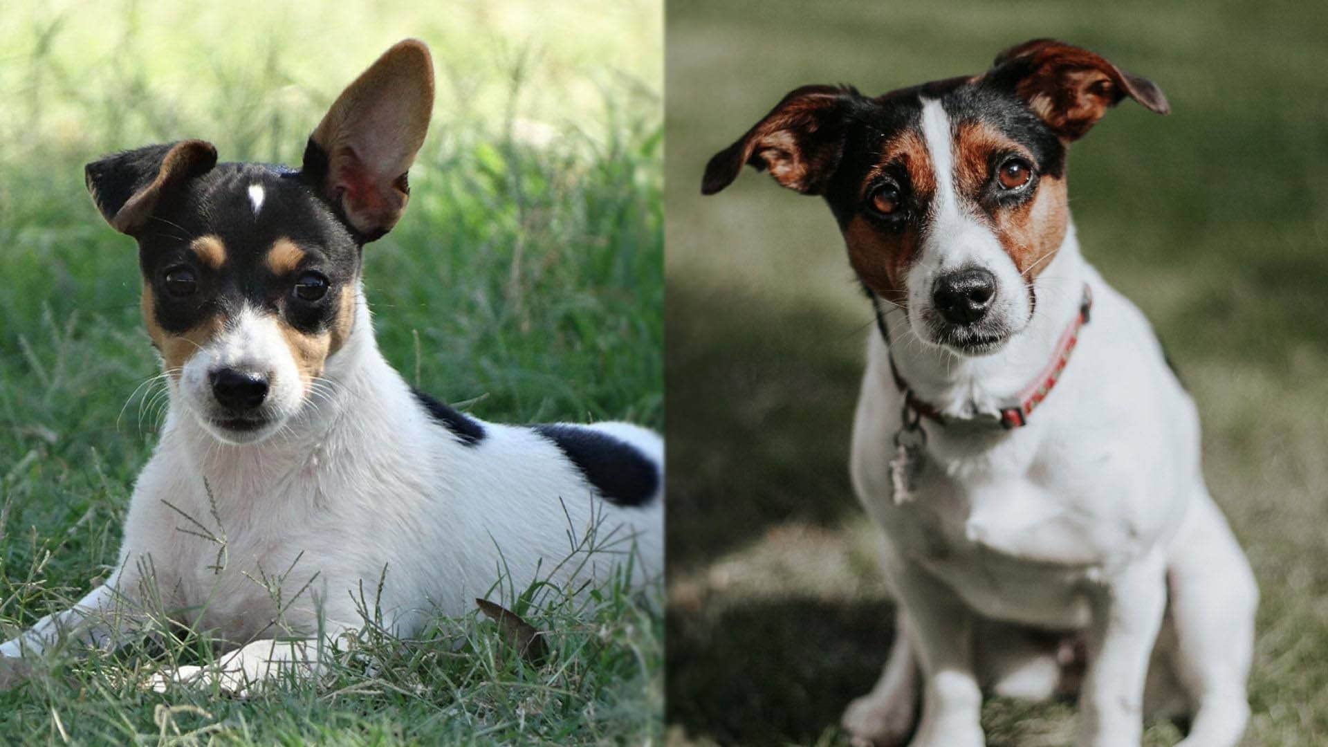 The parents of Mini Foxy Russell - Mini Fox Terrier and Jack Russell Terrier Mix