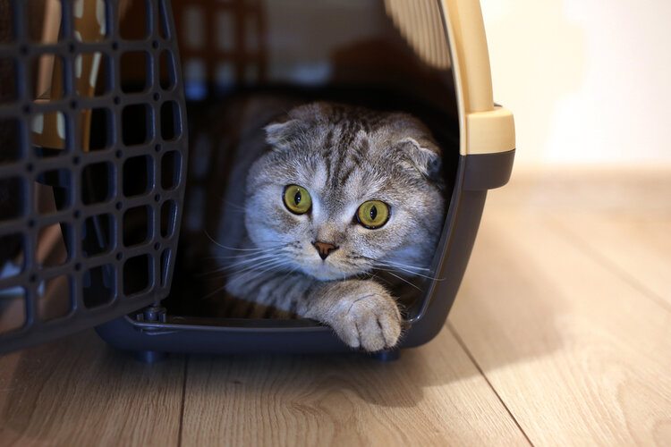 cat in carrier