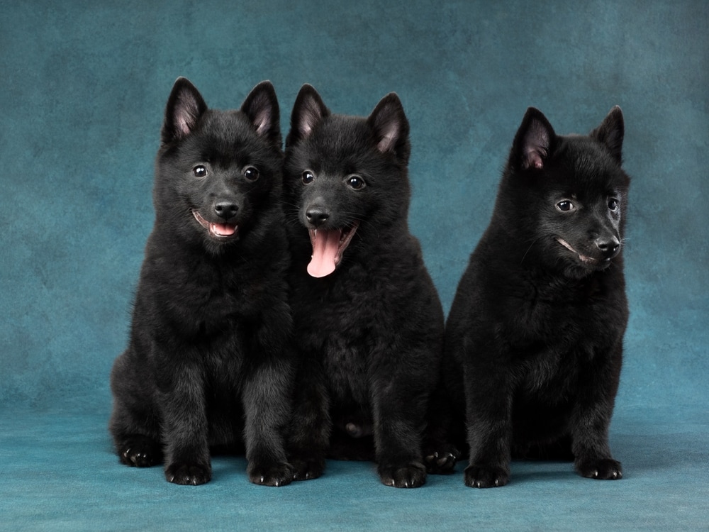 are schipperke the most intelligent dogs