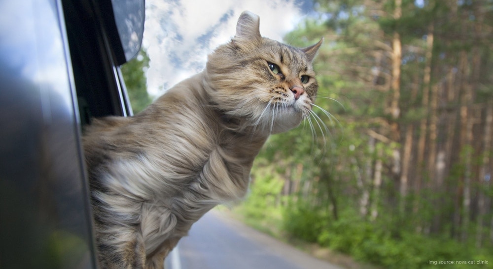 road trips cat head out car window