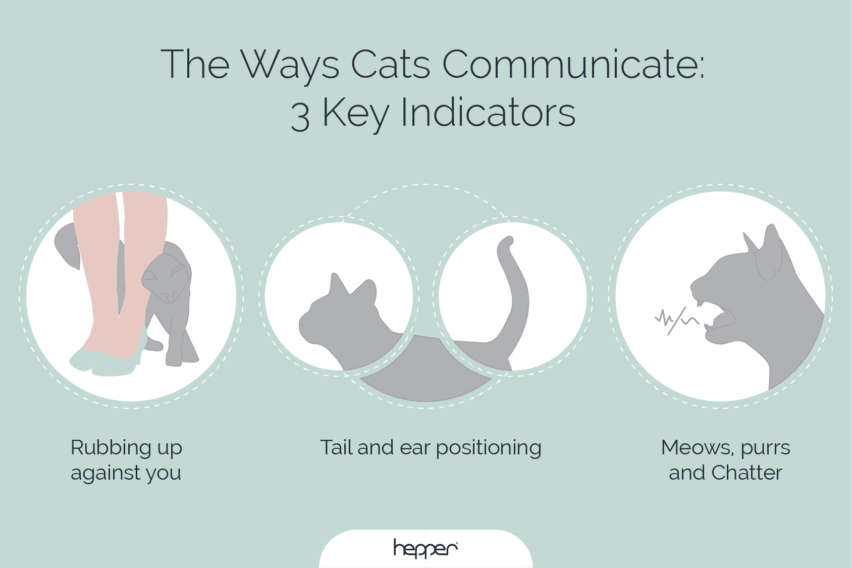 Cat Language 101: Learning Cat Noises
