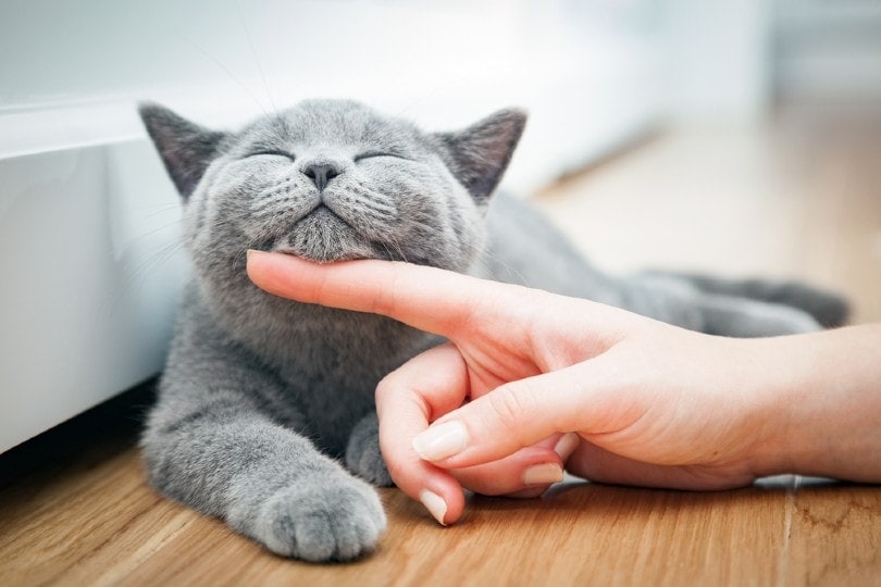 Grey British Shorthair happy cat