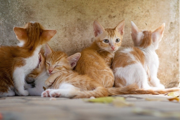 friendly orange kittens