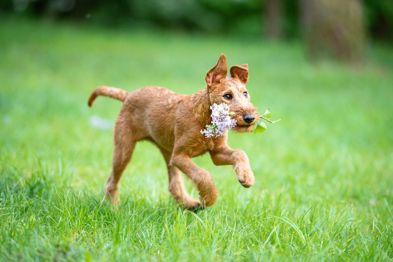 irish terrier puppy