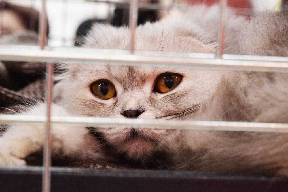 4 Amazing Reasons to Adopt A Shelter Cat