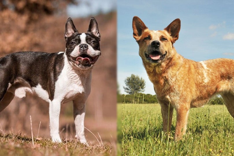 Boston Terrier and Australian Cattle Dog