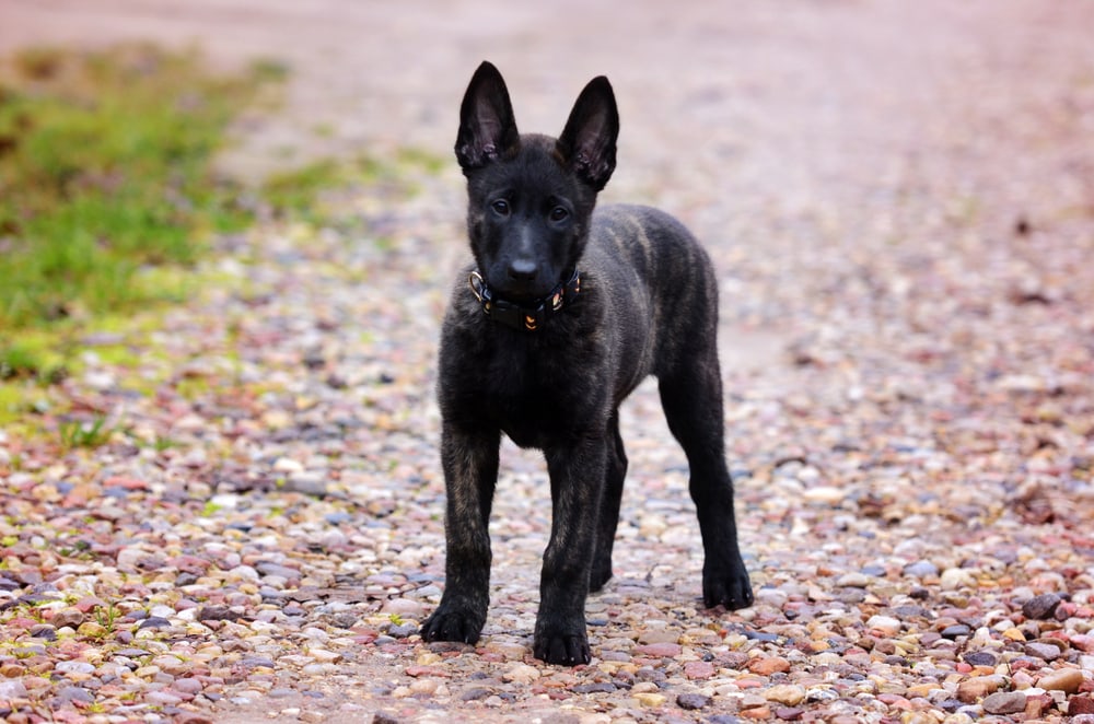Dutch Shepherd Breed Info Pictures Personality Facts Traits Hepper