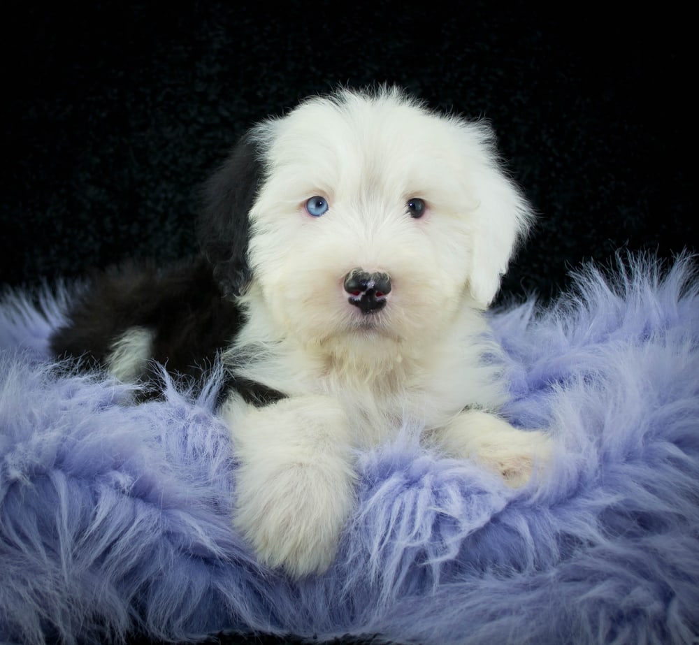 Old English Sheepdog Dog Breed - Facts and Traits