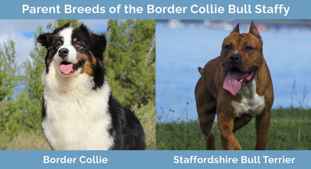 Border Collie Bull Terrier Mix