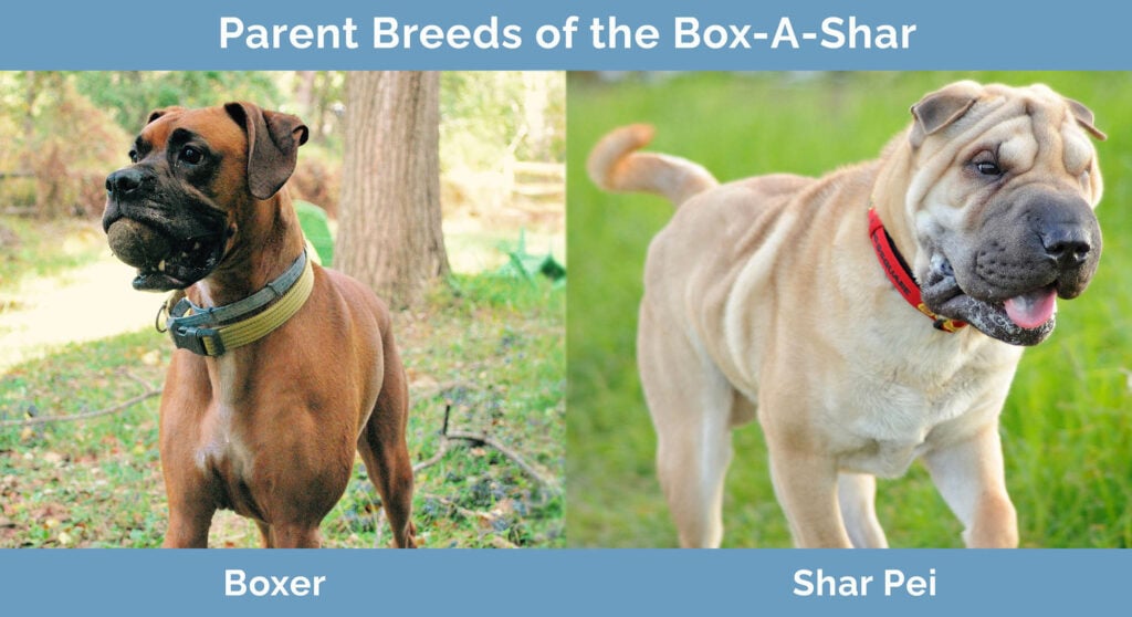 Box a shar puppies shop for sale