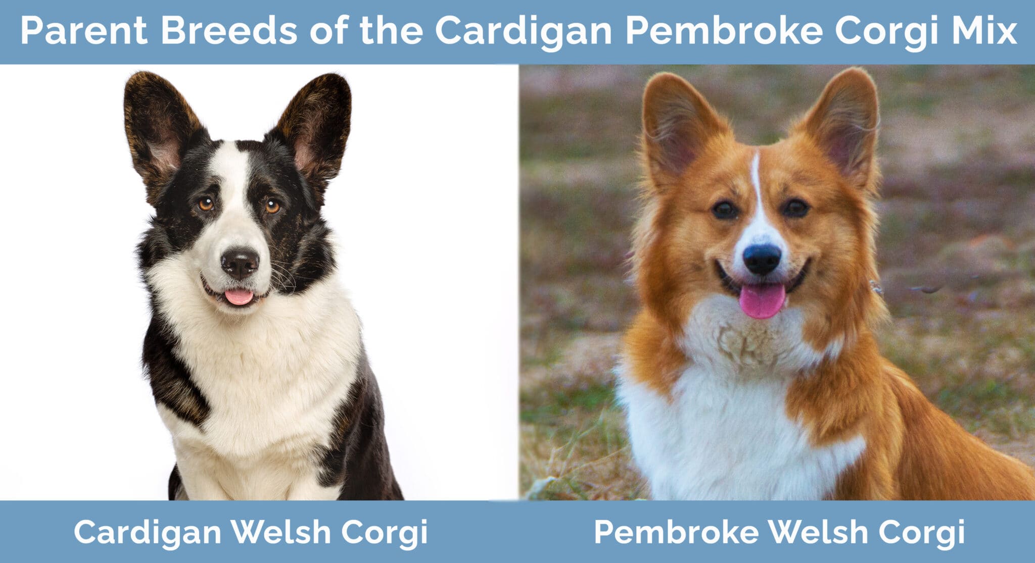 Cardigan Pembroke Corgi Mix | Hepper