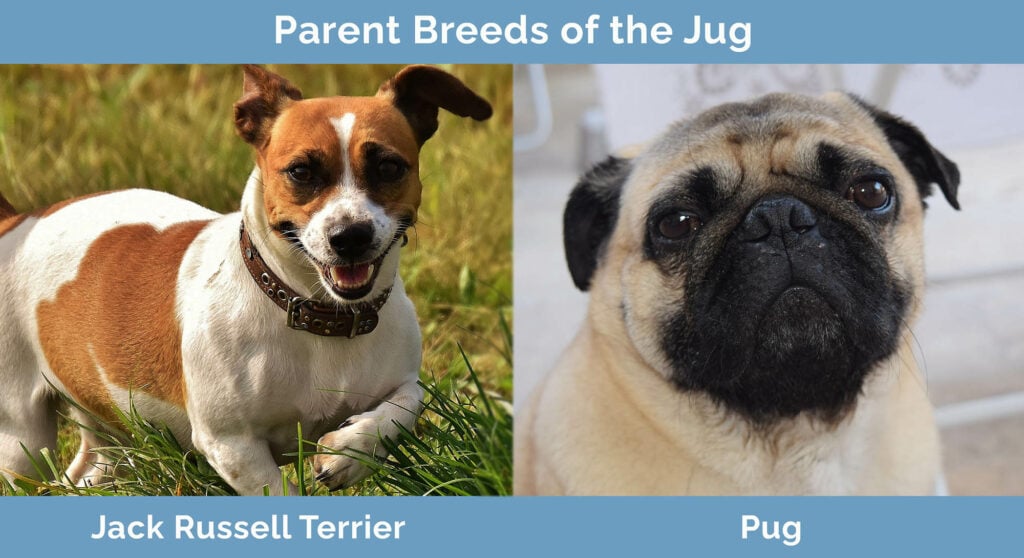 Jug Jack Russell Terrier Pug Mix Info Pictures Facts