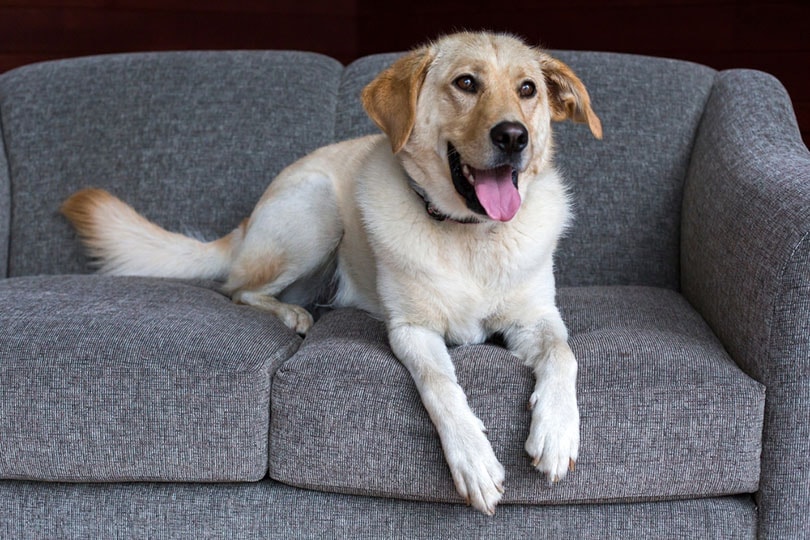 a golden retriever labrador mix dog lying on gray couch