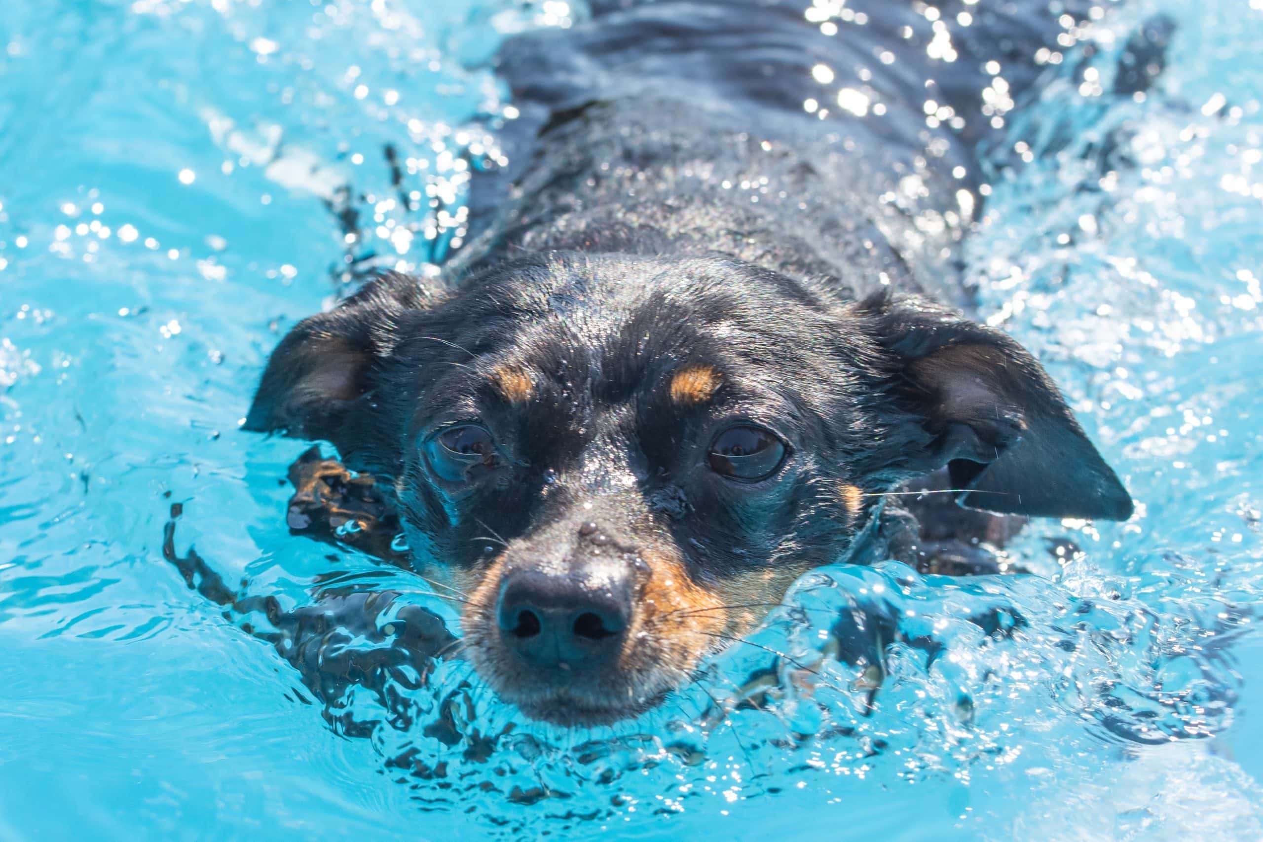 King rat swimming dog