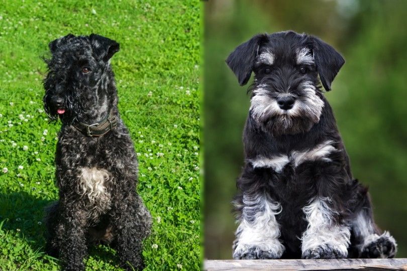 Blue Kerry Terrier vs Mini Schnauzer breed