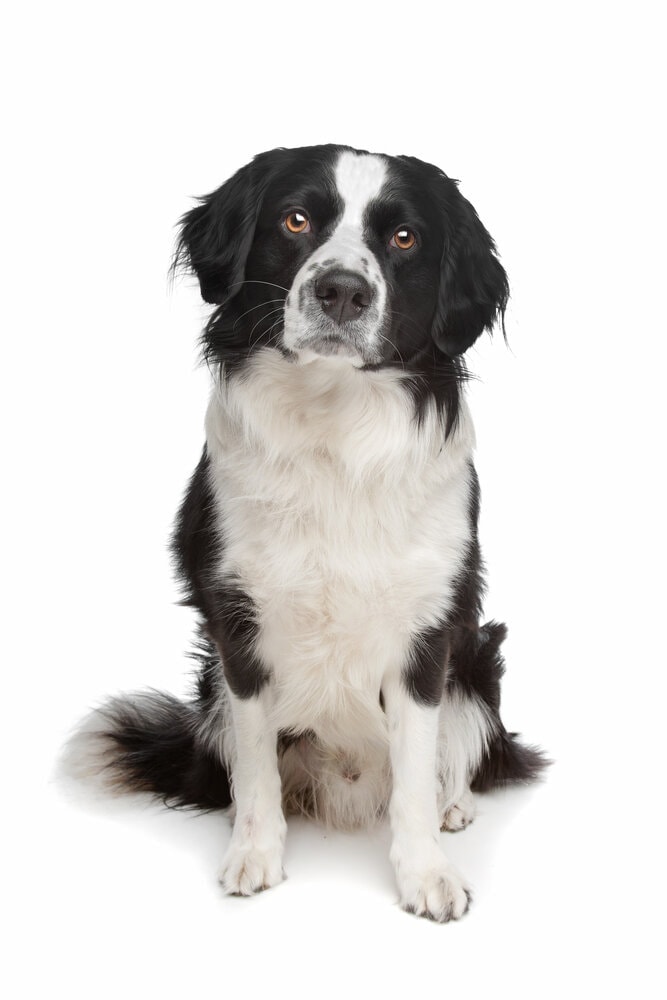 Mixed Breed Border Collie Pointer White Background