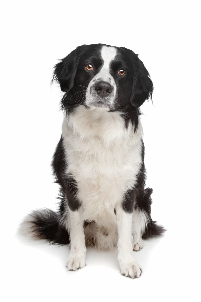 Border Point Dog (Border Collie & Pointer Mix): Info, Pictures, Facts |  Hepper