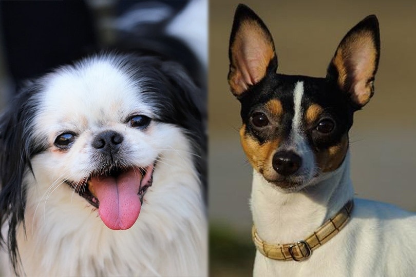 Japanese Chin and Toy Fox Terrier close up