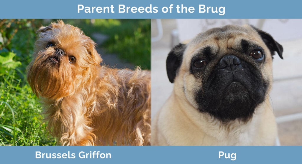 Parent Breeds of the Brug