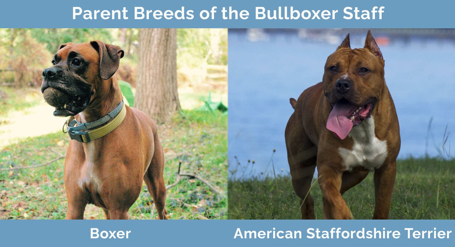 Bullboxer Staff (Boxer & American Staffordshire Terrier Mix) Info, Pictures, Characteristics