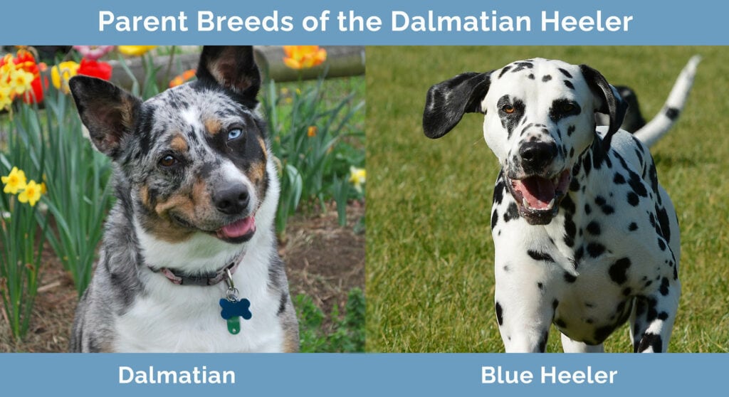 Parent Breeds of the Dalmatian Heeler