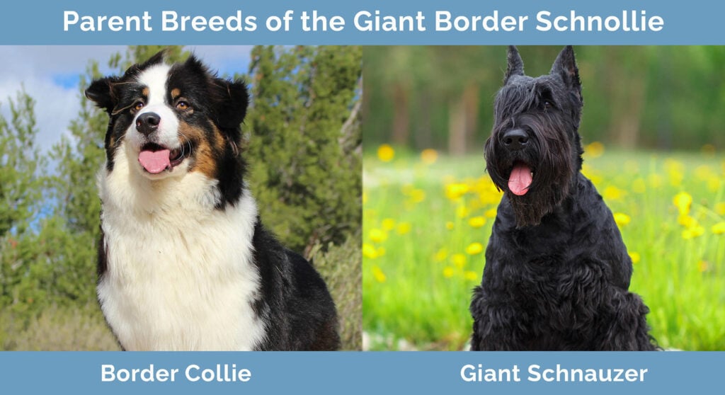 Parent Breeds of Giant Border Schnollie
