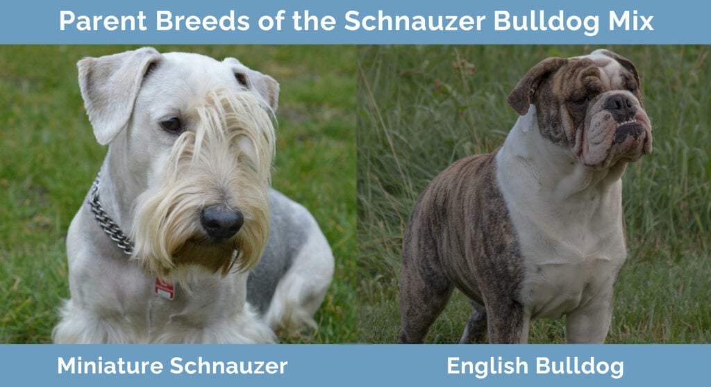 Schnauzer Bulldog Mix (English Bulldog & Miniature Schnauzer) Info