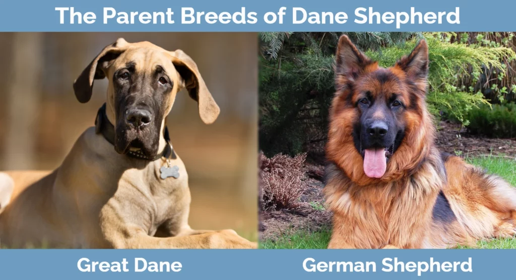 King shepherd great sales dane