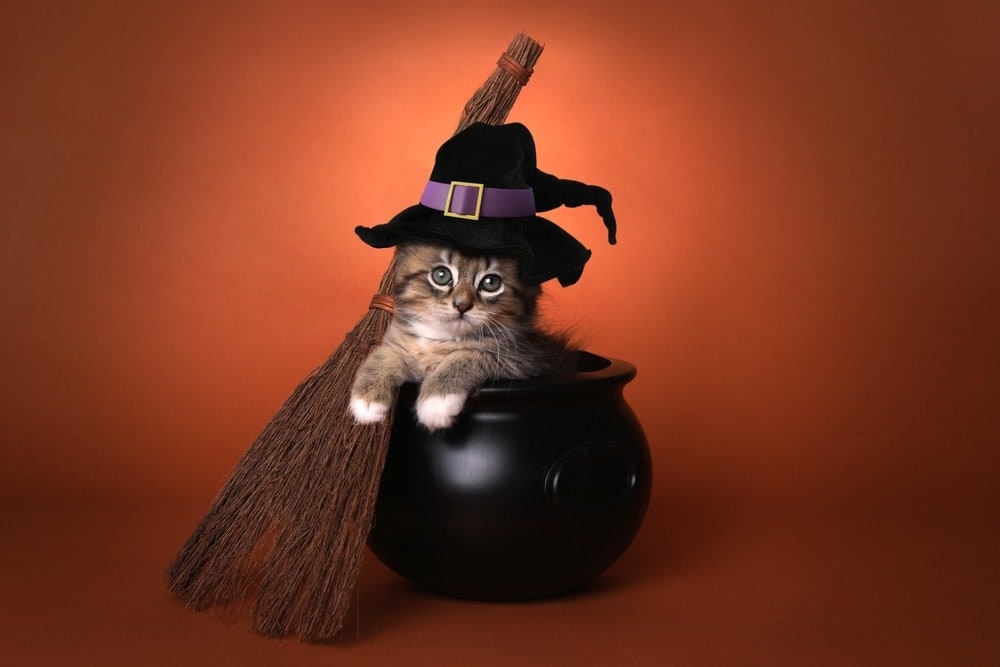 kitten dressed as a witch in a cauldron halloween