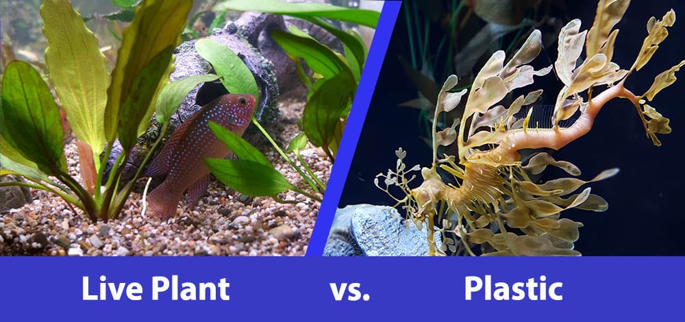 Live Plant vs Plastic