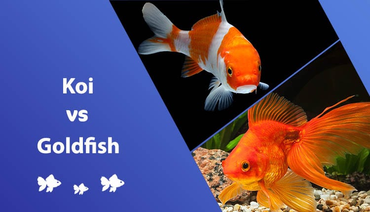 Koi vs Goldfish