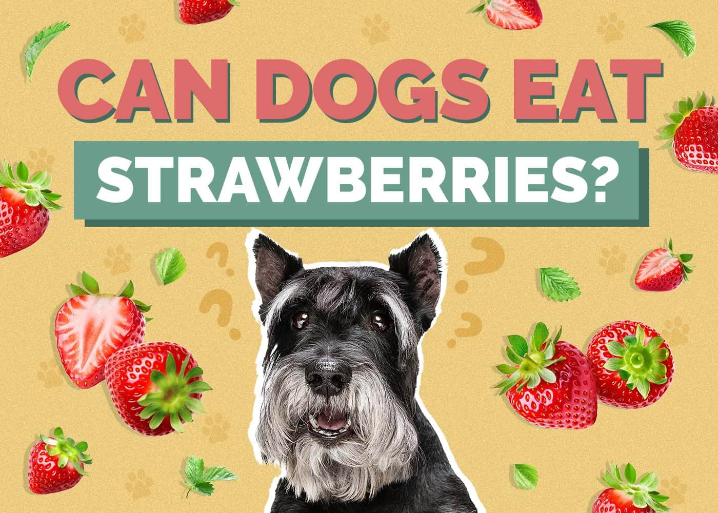 Can Dogs Eat Strawberries? Nutritional Facts & FAQ Hepper