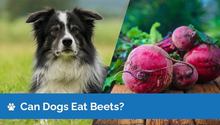 Can Dogs Eat Beets? Are Beets Safe for Dogs? - Hepper