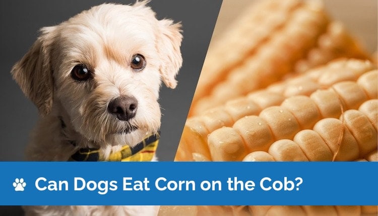 can dogs eat corn on the cob