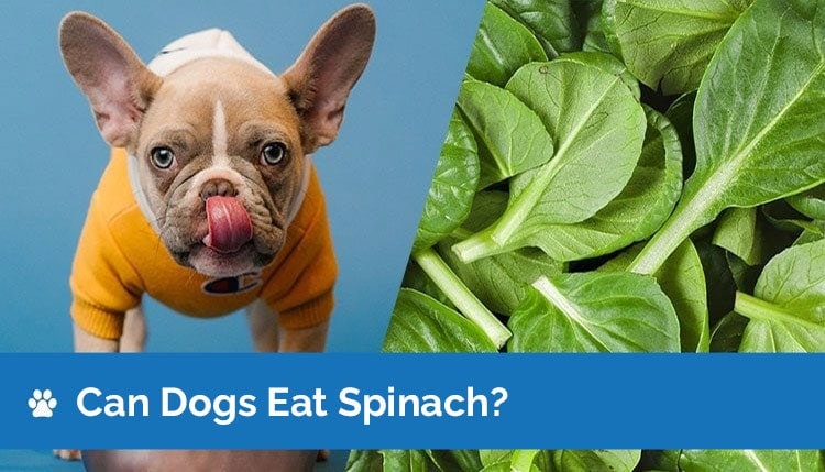 can dogs eat spinach